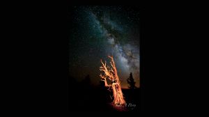 Milky Way and Bristlecone Pine 2